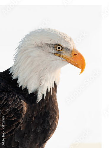 Close up Portrait of a Bald Eagle © Uryadnikov Sergey