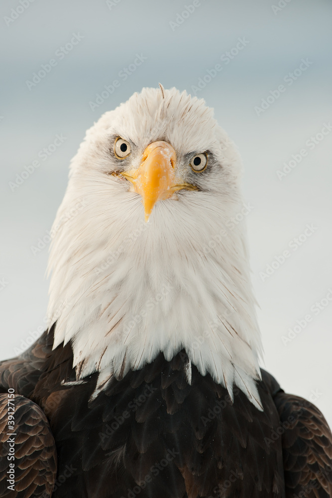 Obraz premium Close-up Portrait of Bald Eagle