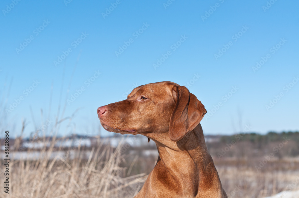 Vizsla Dog in a Field