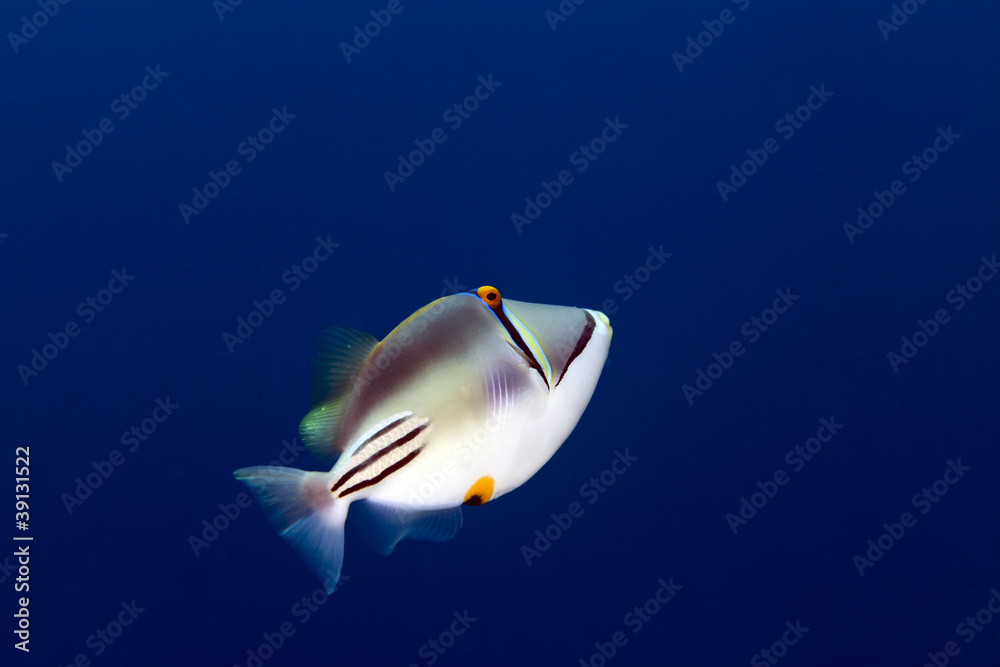 Picasso triggerfish in the Red sea. Stock Photo | Adobe Stock