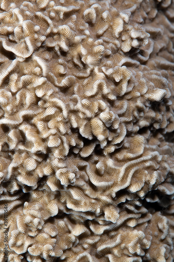 Texture of hard coral in the Red sea. Texture of hard coral in the Red sea.