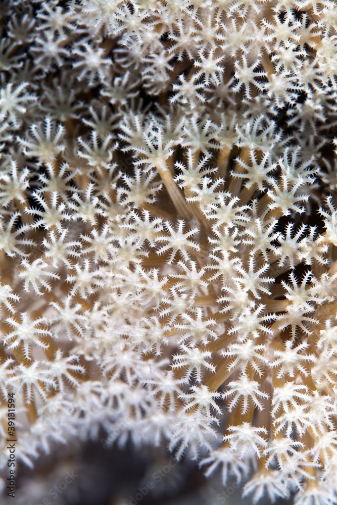 Detail of leather coral in the Red sea. Detail of leather coral in the Red sea.