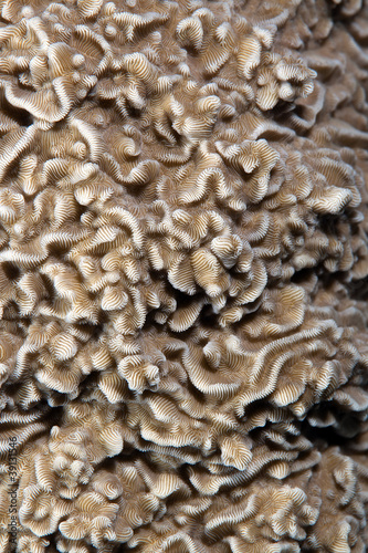 Texture of hard coral in the Red sea.