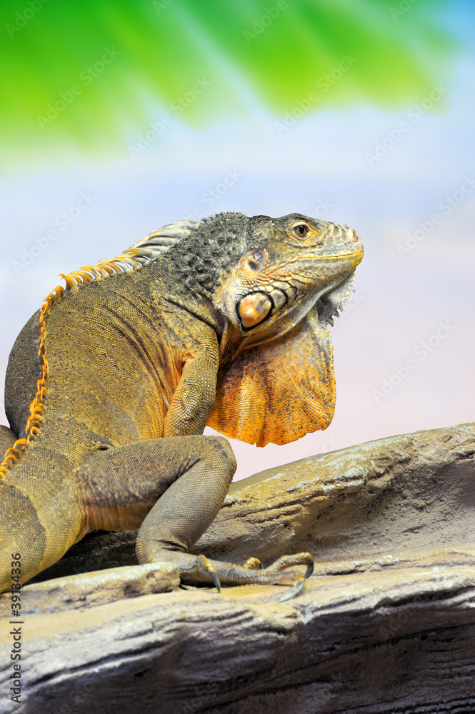 Fototapeta premium Iguana