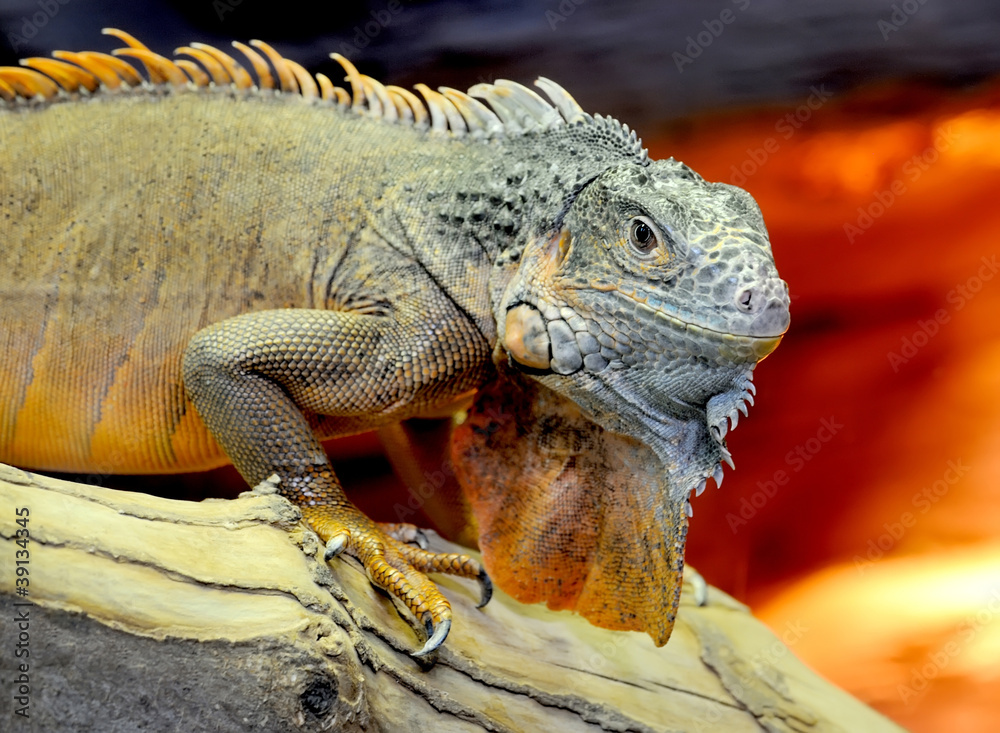 Fototapeta premium Iguana