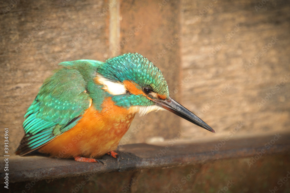 Obraz premium Kingfisher on guard ready to hunt