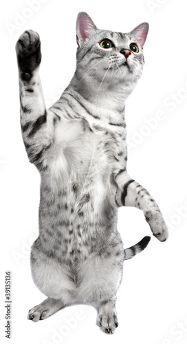 Playful Egyptian Mau Cat