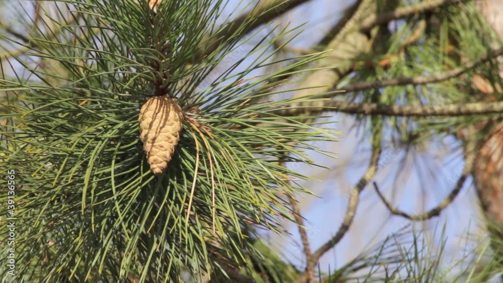 waldkiefer pinus sylvestris