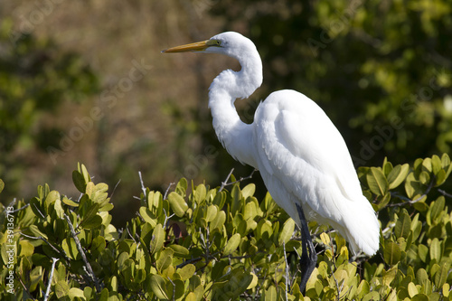 great white heron