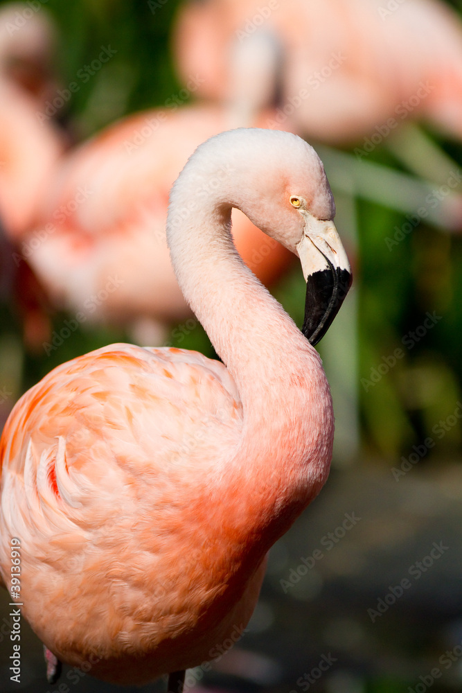 Chilean Flamingo