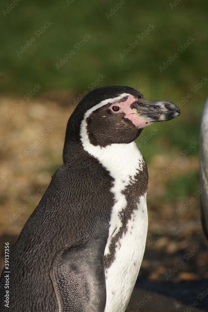 Naklejka premium Humboldt Penguin - Spheniscus humboldti