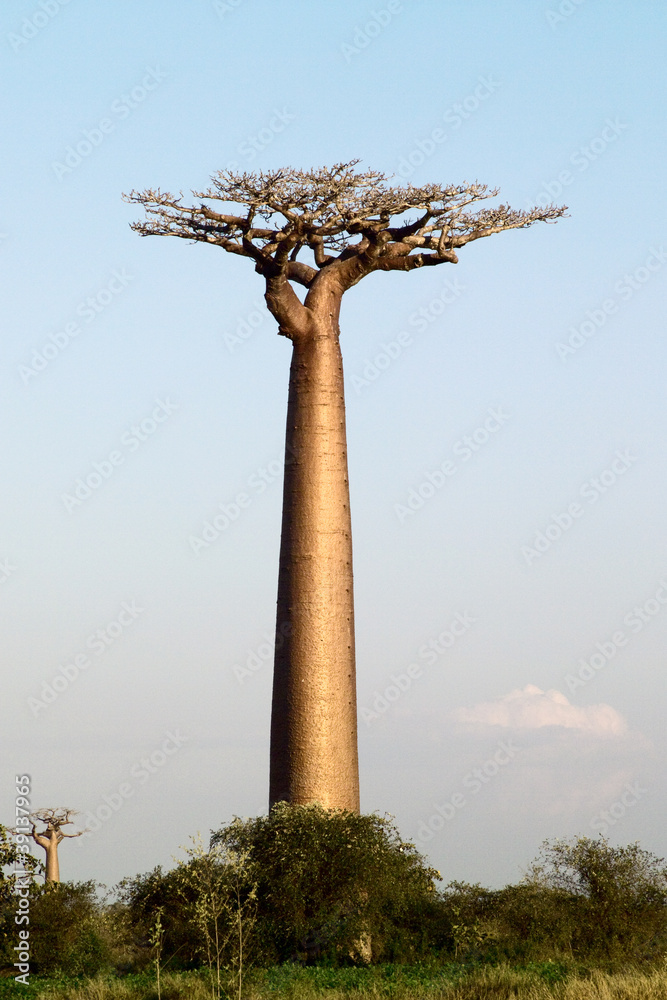 Terug kijken openbaring Aannemer Foto op Canvas baobab boom op maat kopen? - Kies Foto4art.nl