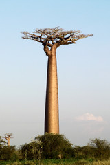 Leinwandbilder Baobab Einzelner Baobab Baum in der Wildnis  © angelo lano
