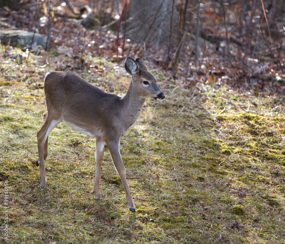 Fall doe Fall doe