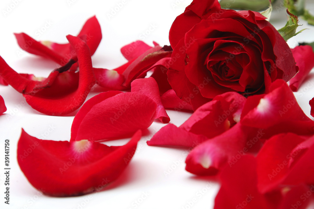 Fototapeta premium close up of rose petals on white background