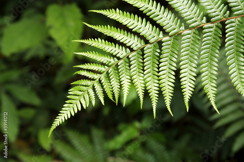 Fern