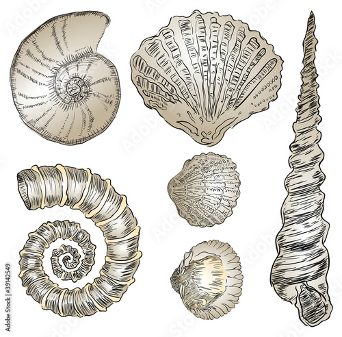 Shells of marine fauna