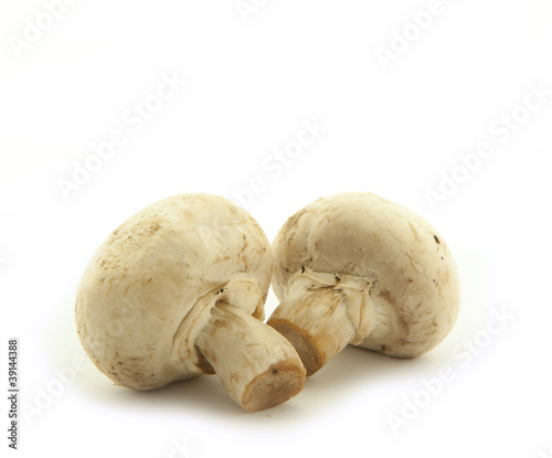 Mushroom champignon