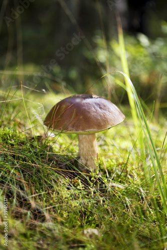 Mushroom Foray