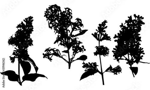 lilac flowers silhouettes isolated on white