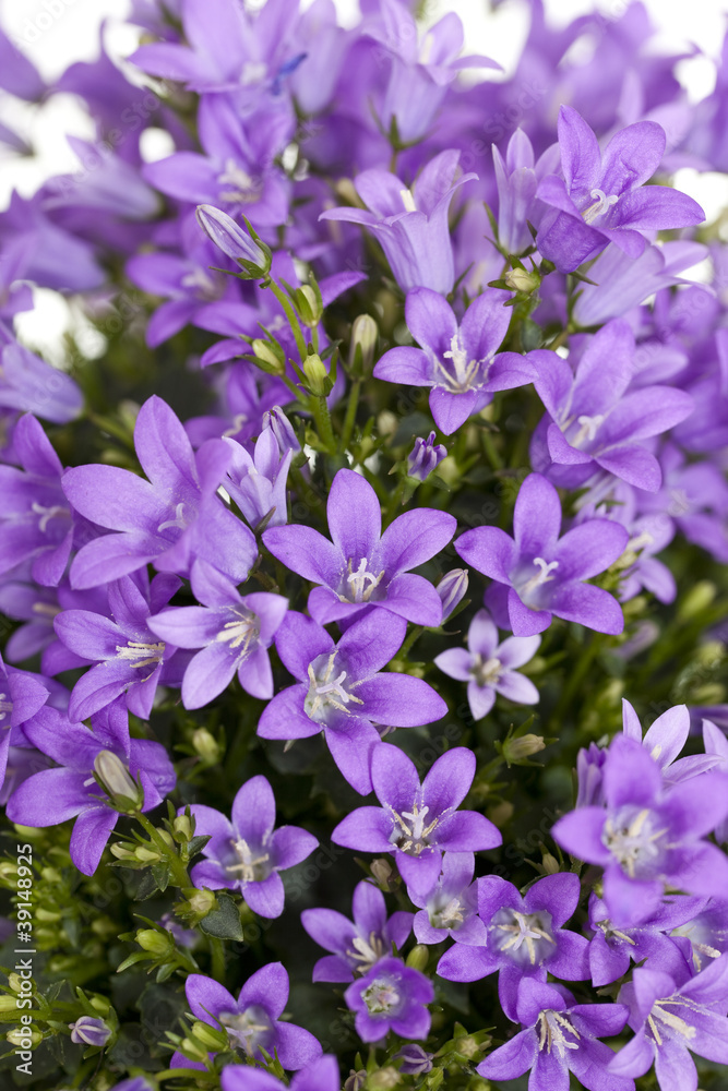 harebell harebell
