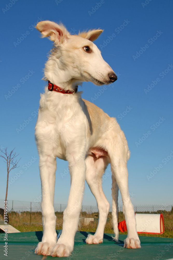 Obraz premium chiot barzoi
