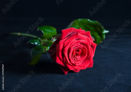 Red rose isolated in black  background