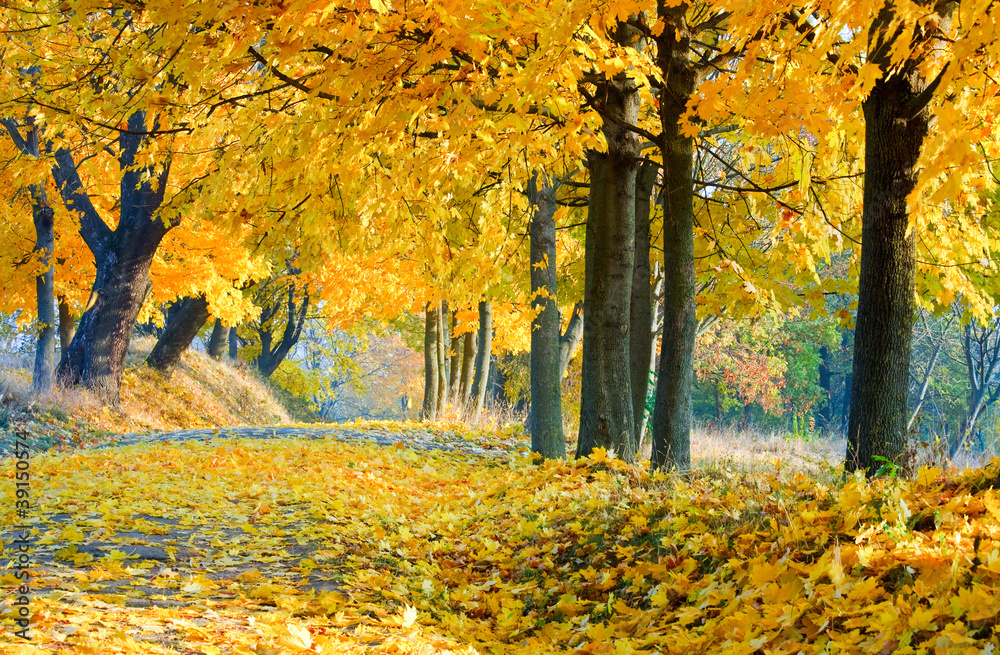 autumn maple trees in  park