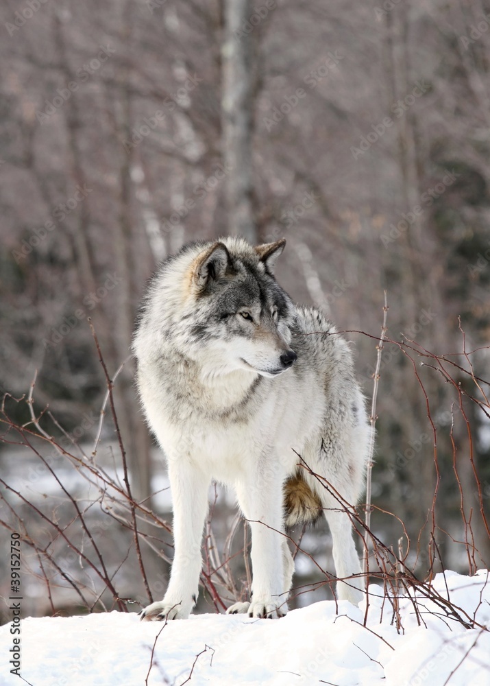 Obraz premium loup en hiver