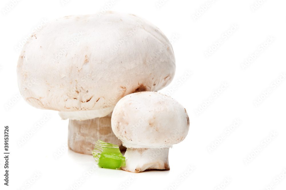 closeup of fresh mushroom closeup of fresh mushroom