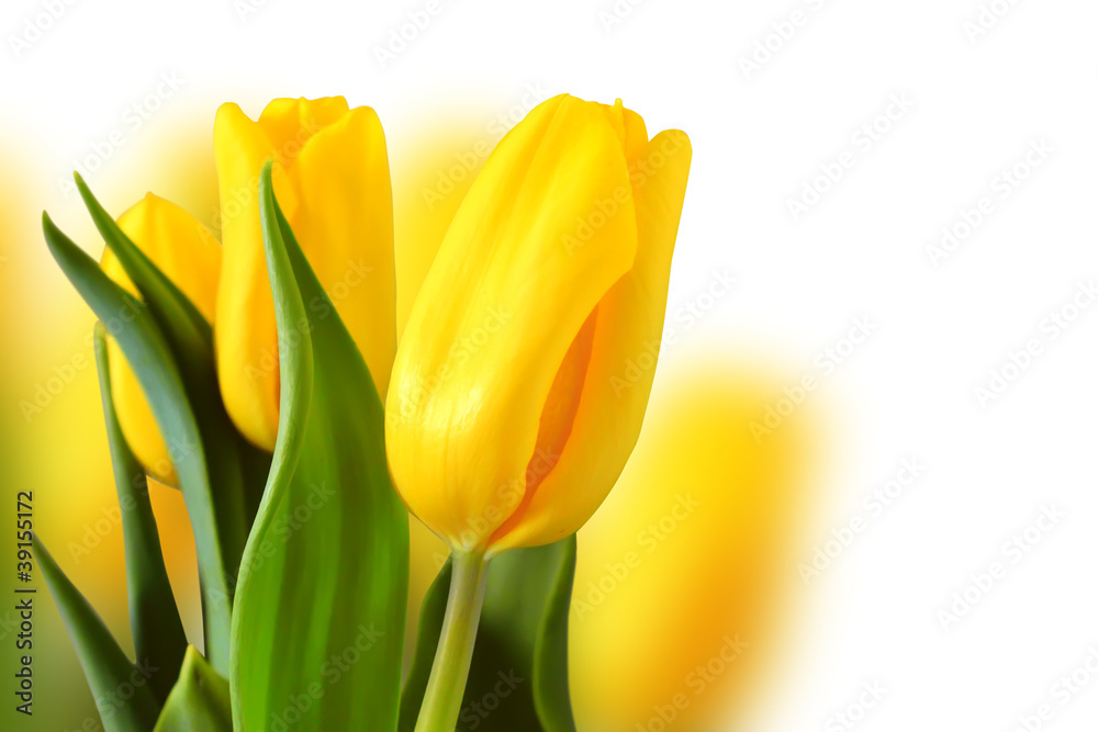 Tulips Tulips