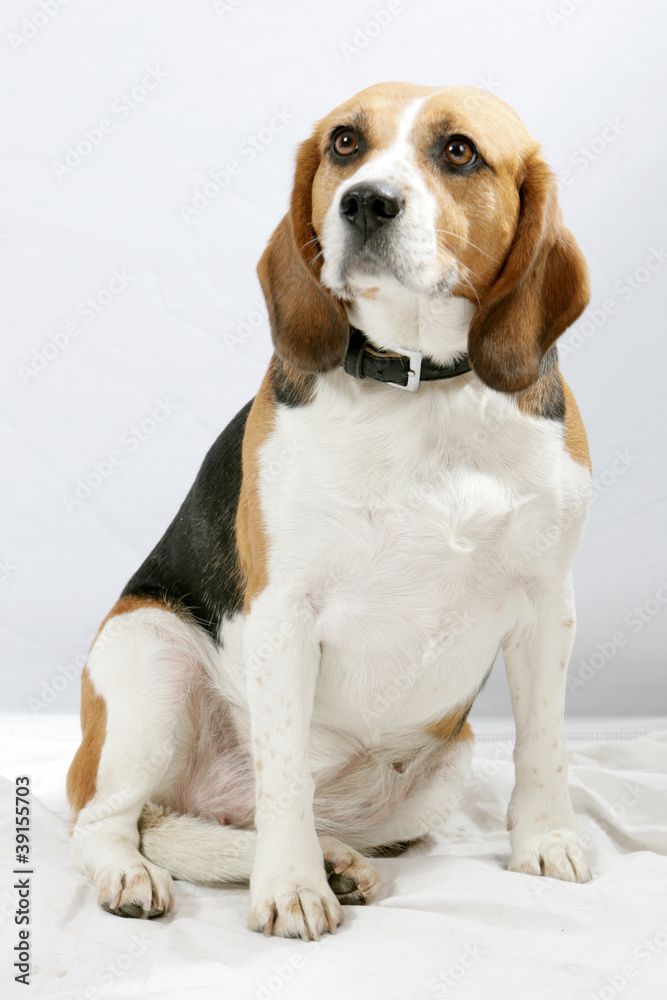 Beagle