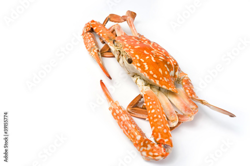 Boiled crab isolated
