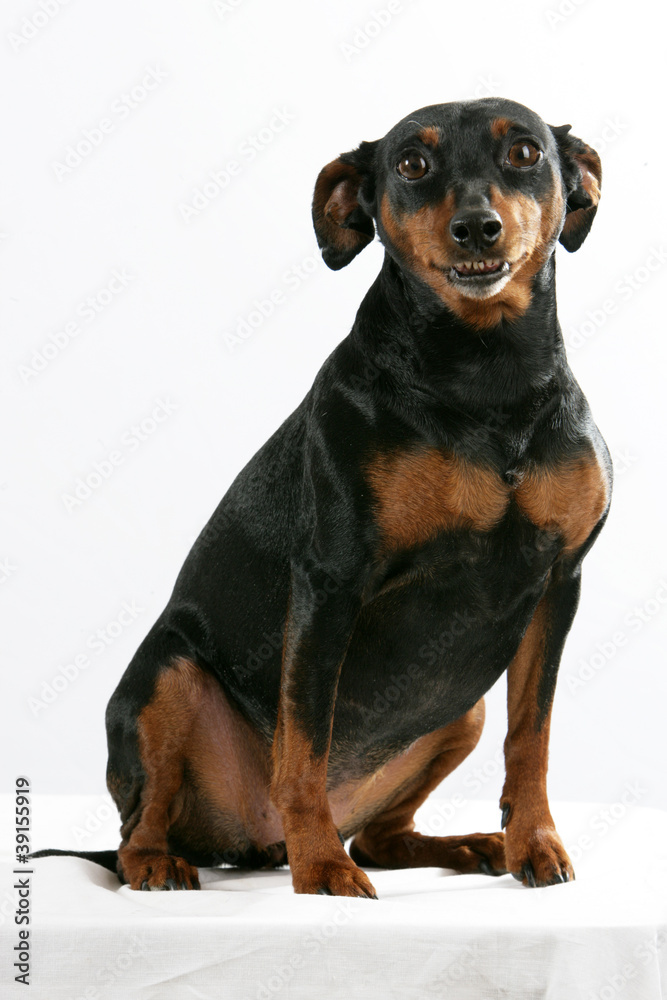 Pinscher