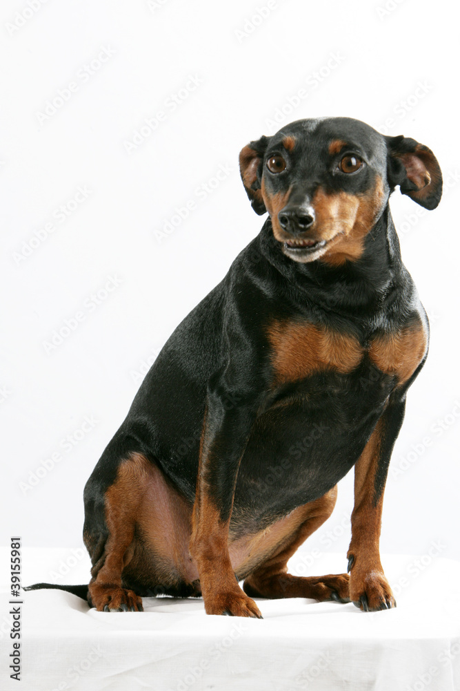 Pinscher Pinscher