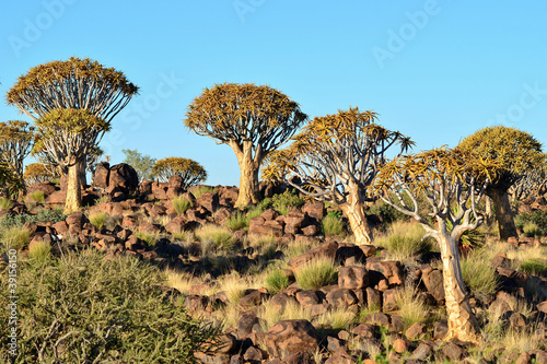 quiver tree forest,Namibia,