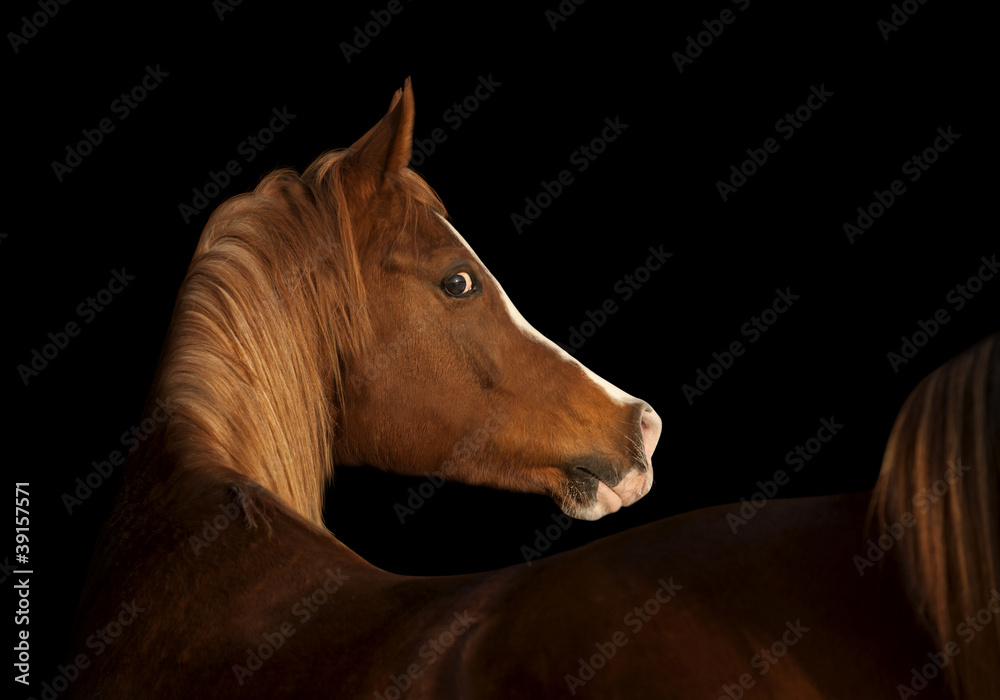 Fototapeta premium arab horse on black