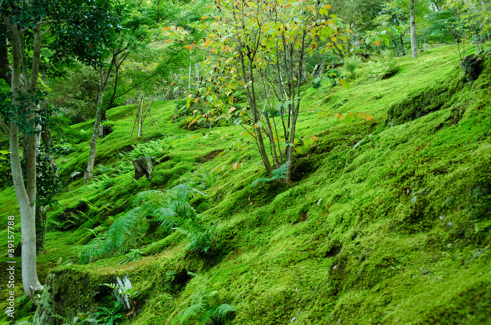Moss on forest floor Moss on forest floor
