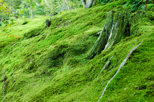 Moss on forest floor