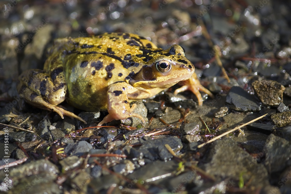 Obraz premium Common Frog on Track