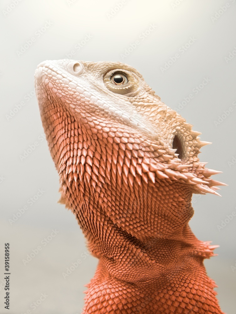 Obraz premium red bearded dragon looking at the sun
