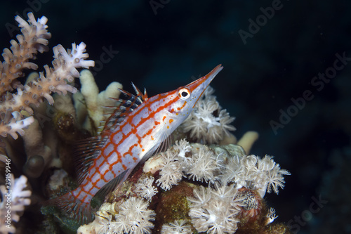 Longnose hawkfish (oxycirrhites typus) in de Red Sea.