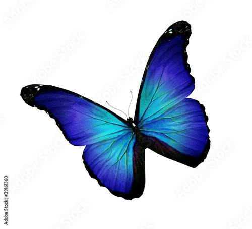 Dark blue turquoise butterfly, isolated on white © suns07butterfly