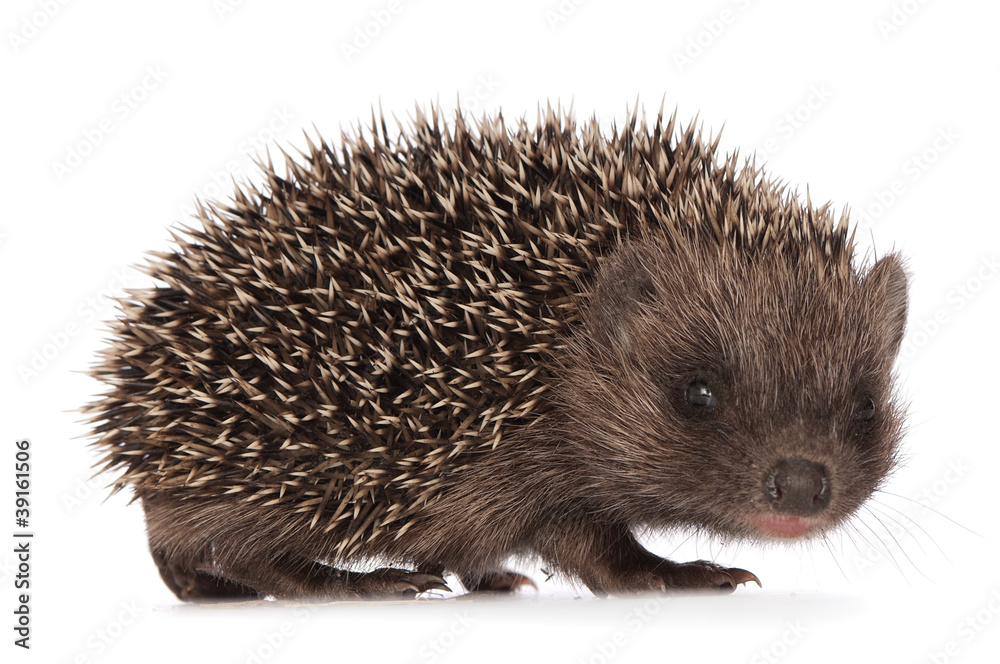 small hedgehog small hedgehog