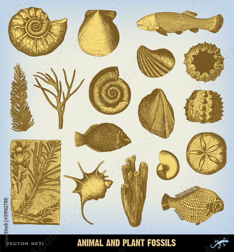 Engraving vintage Fossils set illustrations.