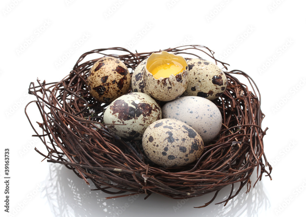 quail eggs in nest isolated on white quail eggs in nest isolated on white