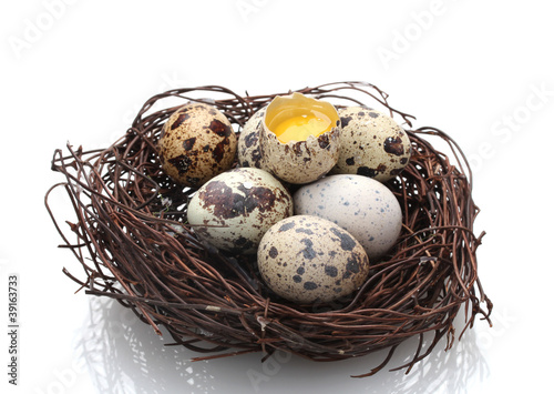 quail eggs in nest isolated on white