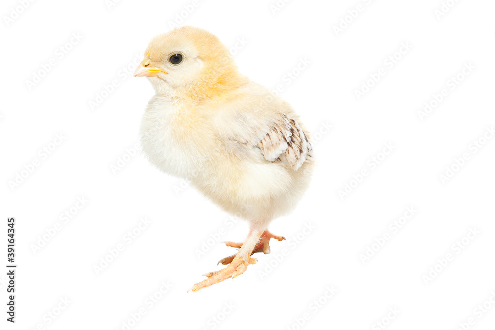 Cute baby chick