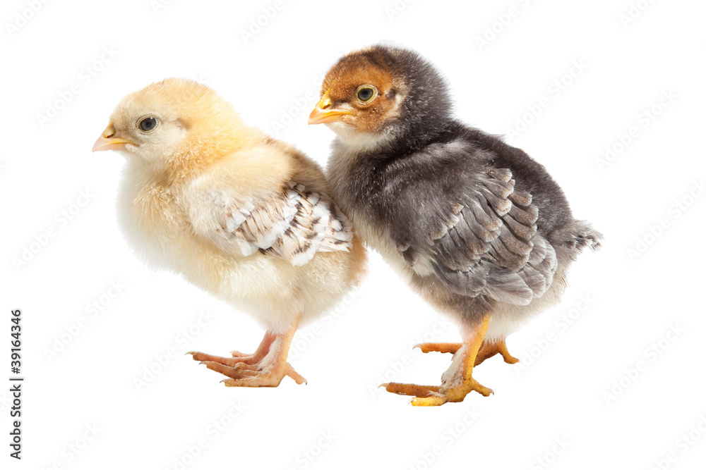 two easter puffy chickens one on isolated white