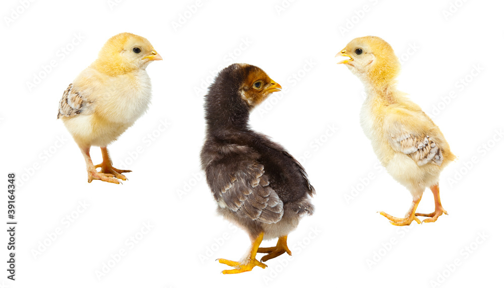 three easter chickens on isolated white